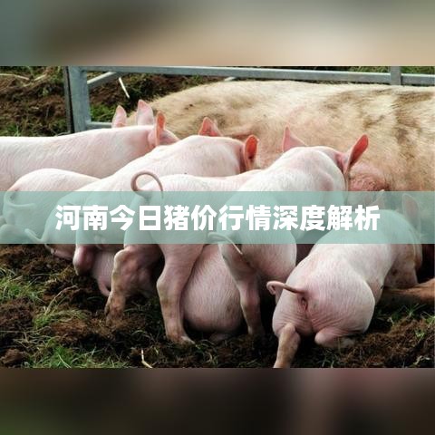 河南今日猪价行情深度解析