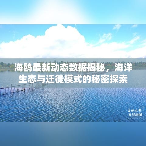 海鸥最新动态数据揭秘，海洋生态与迁徙模式的秘密探索