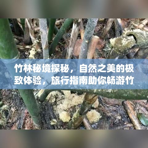 竹林秘境探秘，自然之美的极致体验，旅行指南助你畅游竹的世界！