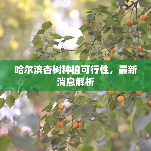 哈尔滨杏树种植可行性，最新消息解析
