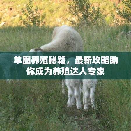 羊圈养殖秘籍，最新攻略助你成为养殖达人专家