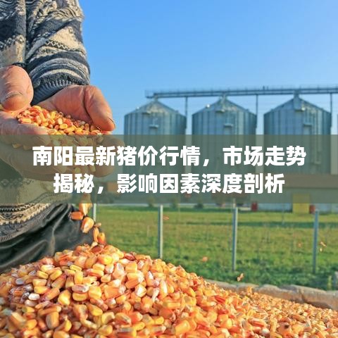南阳最新猪价行情，市场走势揭秘，影响因素深度剖析