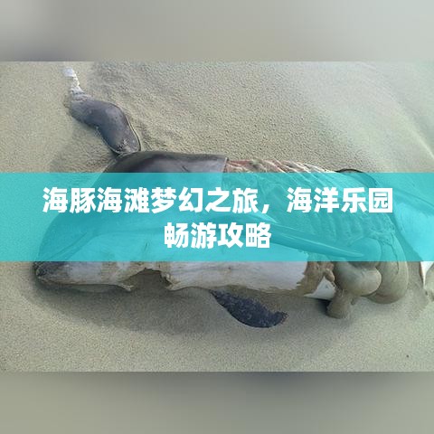 海豚海滩梦幻之旅，海洋乐园畅游攻略