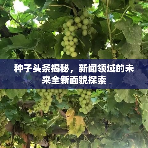 种子头条揭秘，新闻领域的未来全新面貌探索