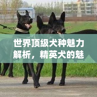 世界顶级犬种魅力解析，精英犬的魅力与特质解读