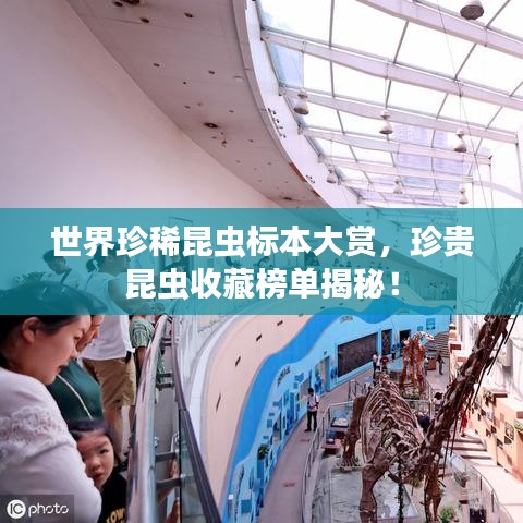 世界珍稀昆虫标本大赏，珍贵昆虫收藏榜单揭秘！