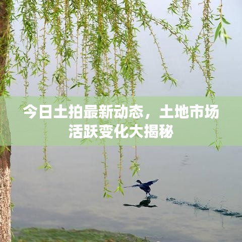 今日土拍最新动态，土地市场活跃变化大揭秘