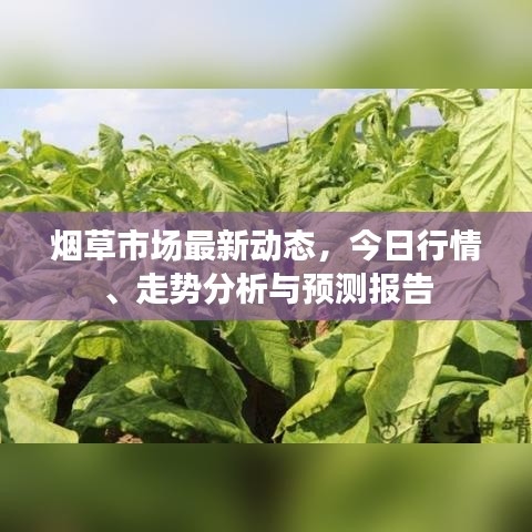 烟草市场最新动态，今日行情、走势分析与预测报告