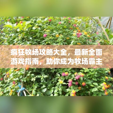疯狂牧场攻略大全，最新全面游戏指南，助你成为牧场霸主！