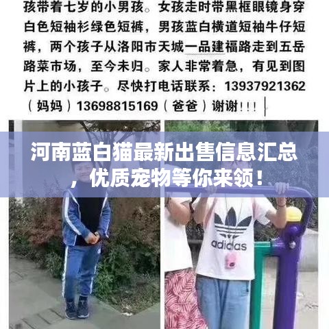 河南蓝白猫最新出售信息汇总，优质宠物等你来领！