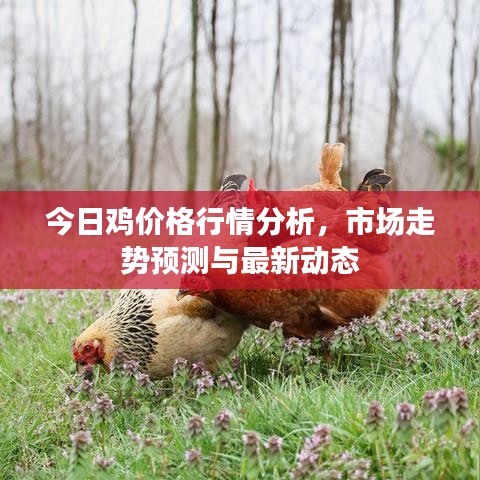 今日鸡价格行情分析，市场走势预测与最新动态
