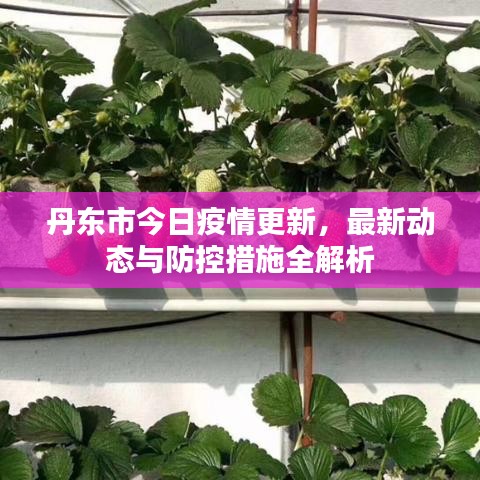 丹东市今日疫情更新，最新动态与防控措施全解析