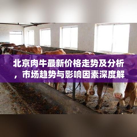 北京肉牛最新价格走势及分析，市场趋势与影响因素深度解读