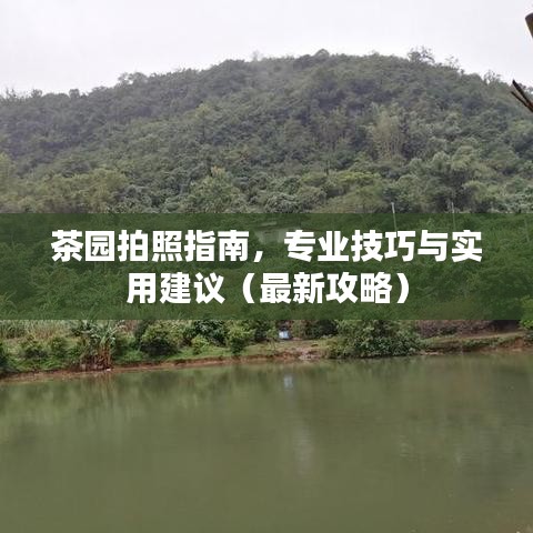 茶园拍照指南，专业技巧与实用建议（最新攻略）