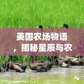 美国农场物语，揭秘星辰与农田的奥秘攻略大揭秘！