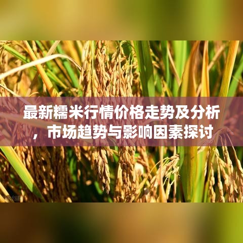 最新糯米行情价格走势及分析，市场趋势与影响因素探讨