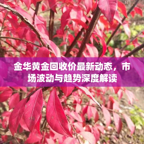 金华黄金回收价最新动态，市场波动与趋势深度解读