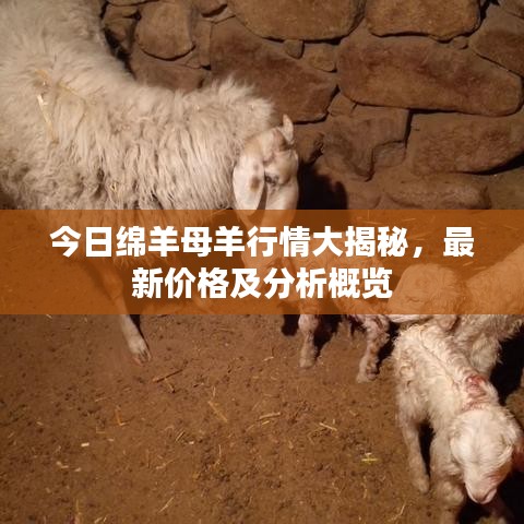 今日绵羊母羊行情大揭秘，最新价格及分析概览