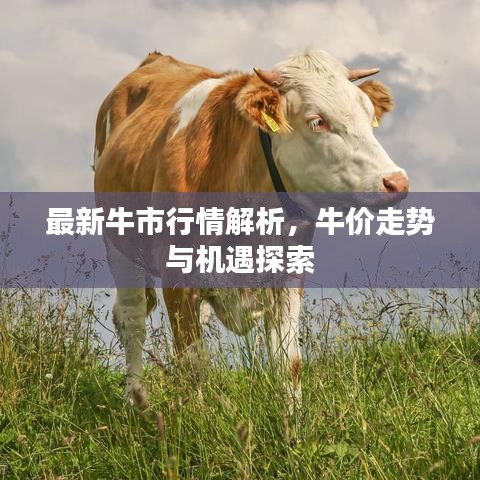 最新牛市行情解析，牛价走势与机遇探索