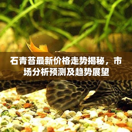 石青苔最新价格走势揭秘，市场分析预测及趋势展望