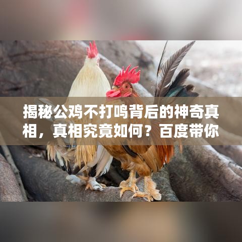 揭秘公鸡不打鸣背后的神奇真相，真相究竟如何？百度带你探索！