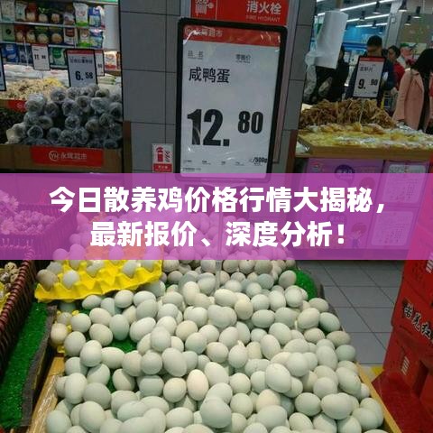 今日散养鸡价格行情大揭秘，最新报价、深度分析！