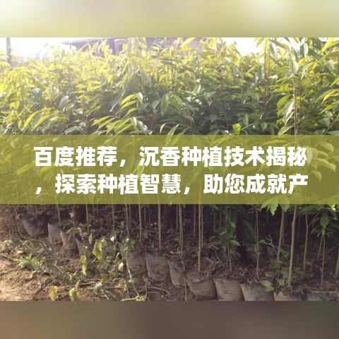 百度推荐，沉香种植技术揭秘，探索种植智慧，助您成就产业梦想