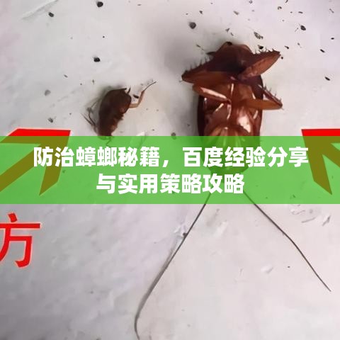防治蟑螂秘籍，百度经验分享与实用策略攻略