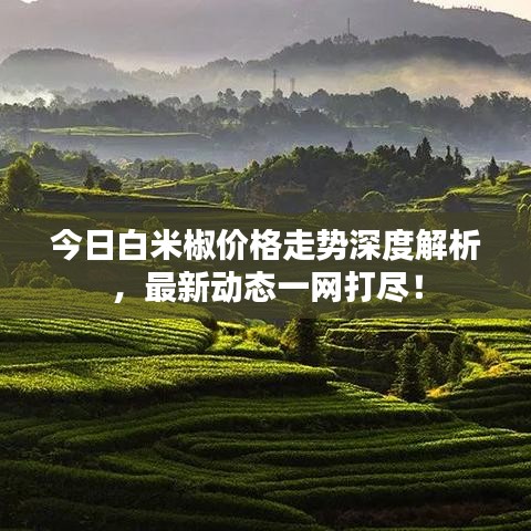 今日白米椒价格走势深度解析，最新动态一网打尽！