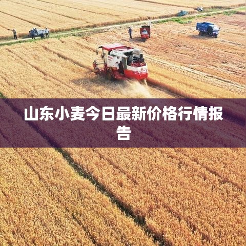 山东小麦今日最新价格行情报告