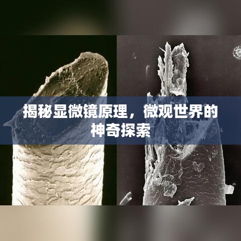 揭秘显微镜原理，微观世界的神奇探索