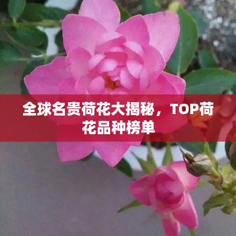 全球名贵荷花大揭秘，TOP荷花品种榜单