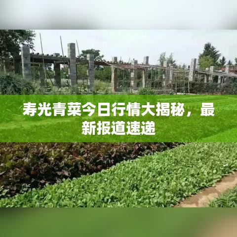 寿光青菜今日行情大揭秘，最新报道速递