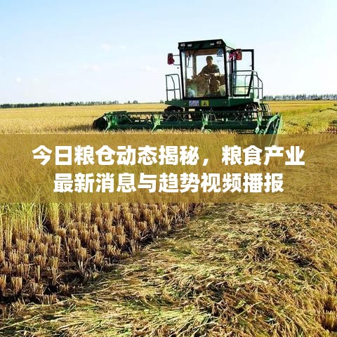 今日粮仓动态揭秘，粮食产业最新消息与趋势视频播报
