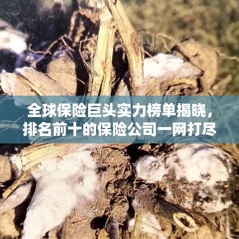 全球保险巨头实力榜单揭晓，排名前十的保险公司一网打尽！