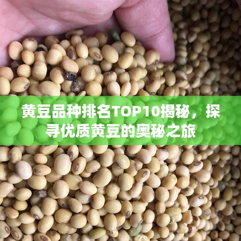 黄豆品种排名TOP10揭秘，探寻优质黄豆的奥秘之旅