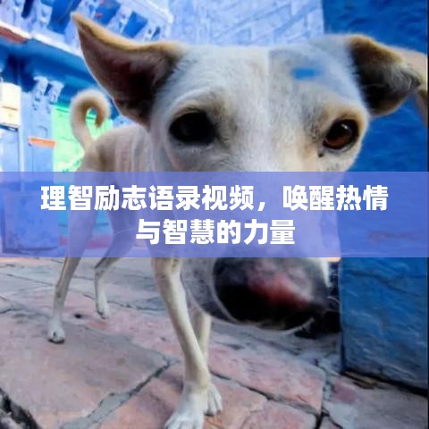 理智励志语录视频，唤醒热情与智慧的力量