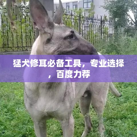 水浄鹅飞