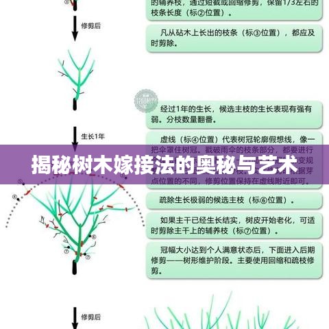 揭秘树木嫁接法的奥秘与艺术