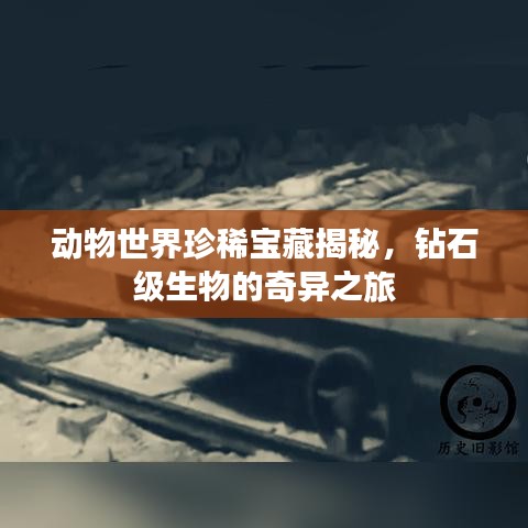 动物世界珍稀宝藏揭秘，钻石级生物的奇异之旅