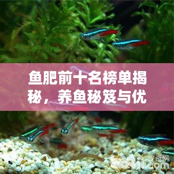 鱼肥前十名榜单揭秘，养鱼秘笈与优选品种推荐
