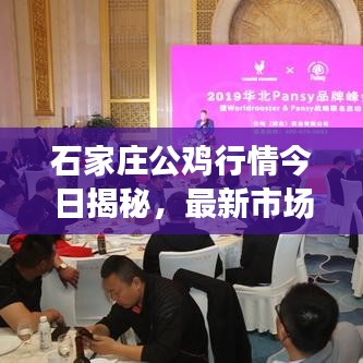 石家庄公鸡行情今日揭秘，最新市场走势分析
