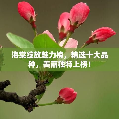 海棠绽放魅力榜，精选十大品种，美丽独特上榜！