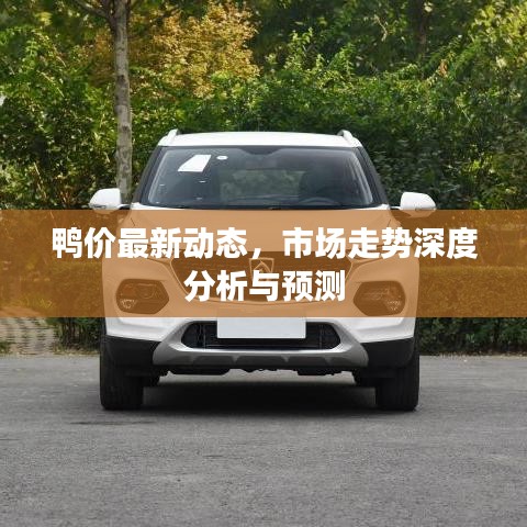 鸭价最新动态，市场走势深度分析与预测