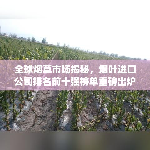 全球烟草市场揭秘，烟叶进口公司排名前十强榜单重磅出炉！