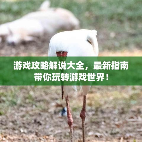游戏攻略解说大全，最新指南带你玩转游戏世界！