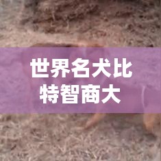 世界名犬比特智商大揭秘，排名解密，不容错过！
