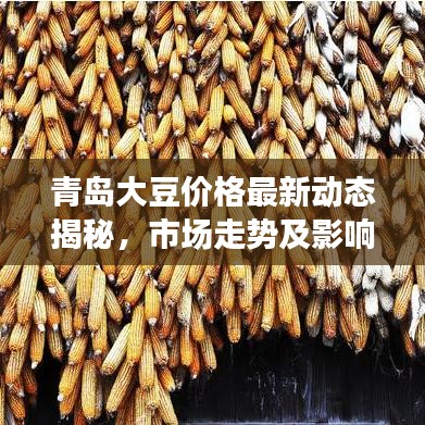 青岛大豆价格最新动态揭秘，市场走势及影响因素深度剖析