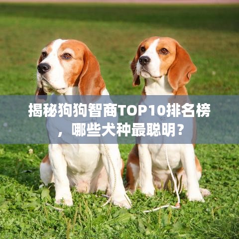 揭秘狗狗智商TOP10排名榜，哪些犬种最聪明？