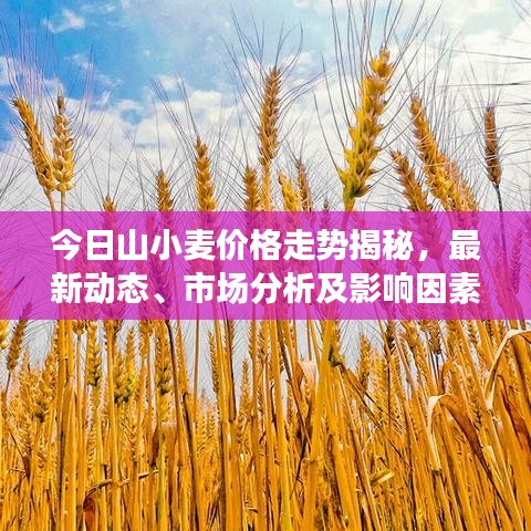 今日山小麦价格走势揭秘，最新动态、市场分析及影响因素探讨